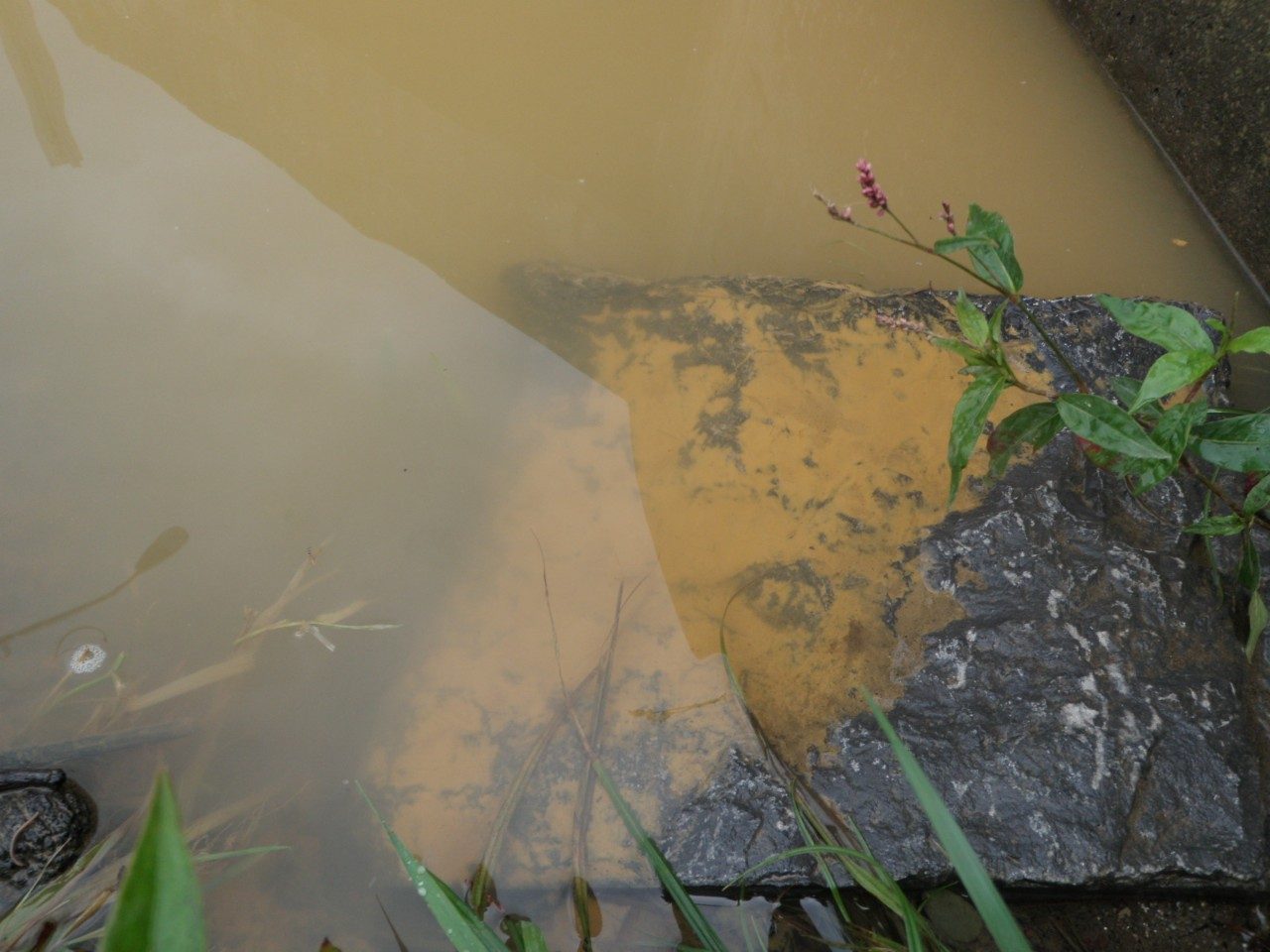 Cloudiness in the water