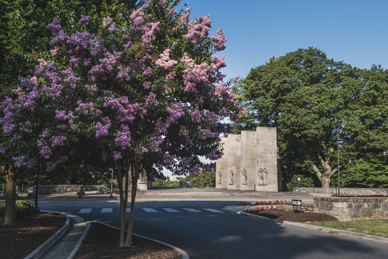 A blooming crepe myrtle with pink and purple flowers in front of the Virginia Tech pylons