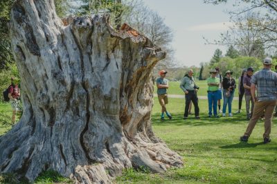 A group of people standing in a field with a large tree trunk on the left