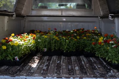 The back of a pick up truck is full of pallets of pink, orange, red, and white flowers to be planted on Virginia Tech's campus