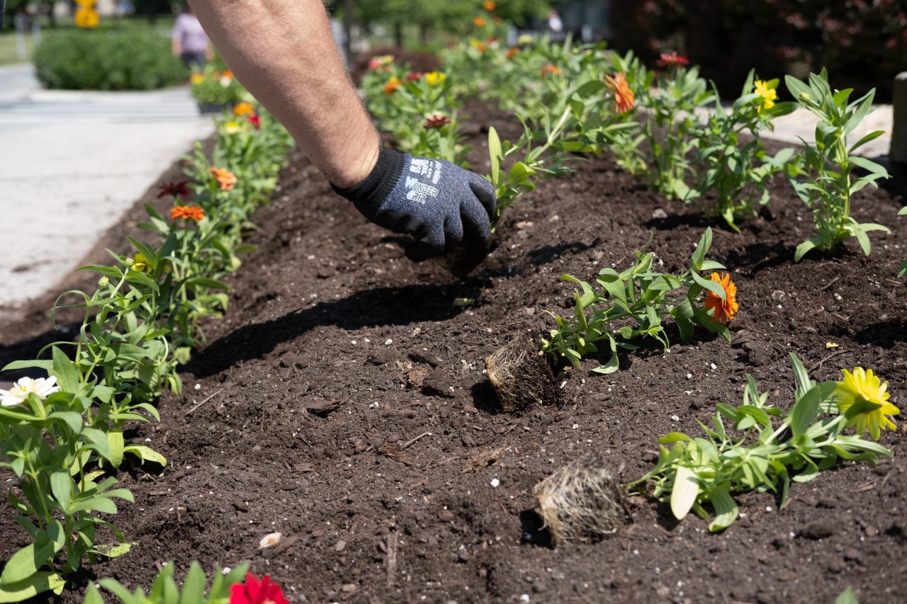 A member of Virginia Tech's grounds team reaches a hand down to place a flower plug in a bed to be planted