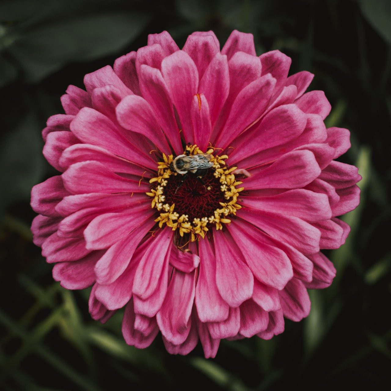 A bee sits upon a pink zinnia. The photo is a top down look at the flower and the bee.