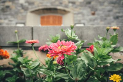A bee sits upon a pink zinnia flower in a flower bed in front of one of Virginia Tech's hokie stone buildings