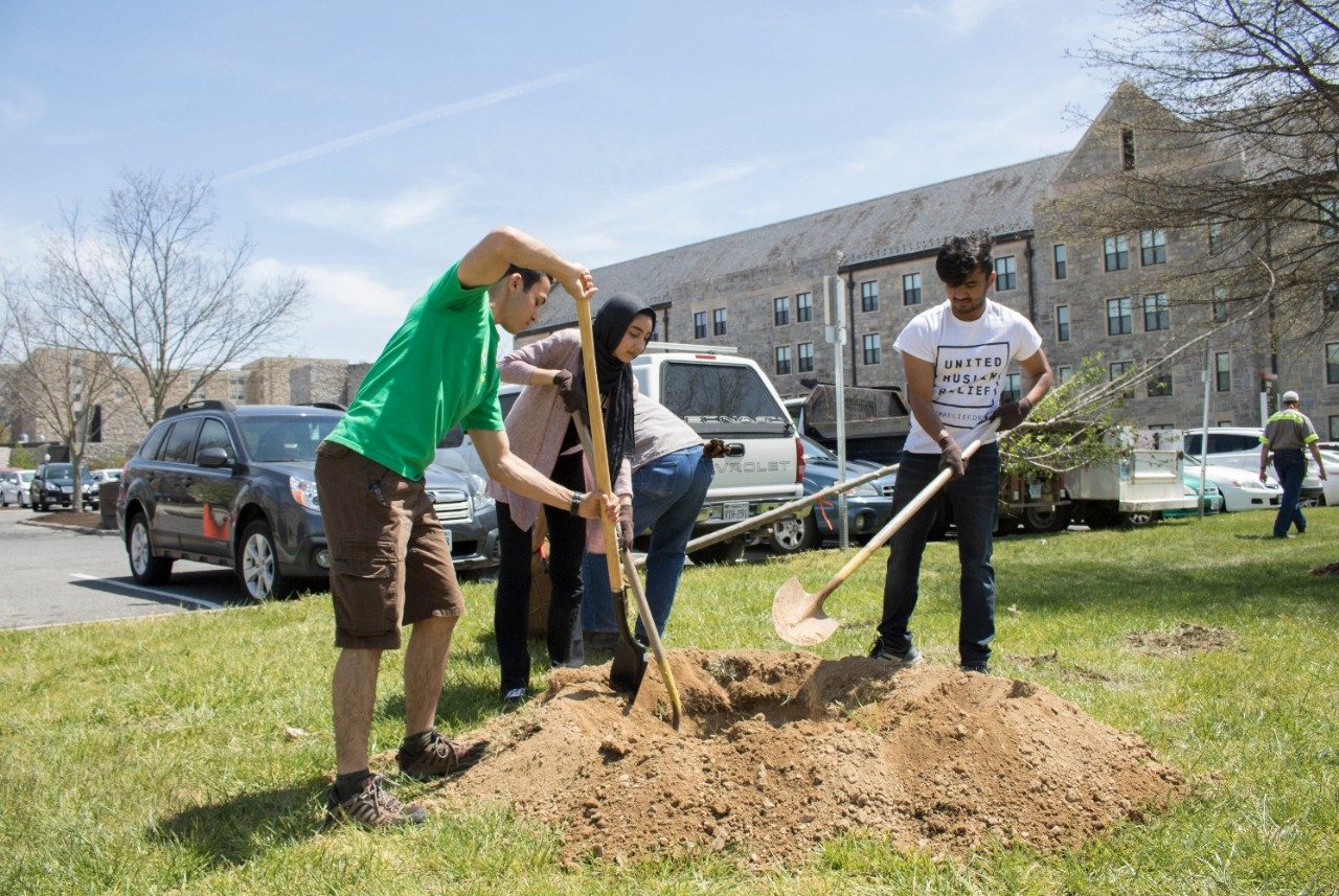 Students working together to dig a hole to plant a new tree.