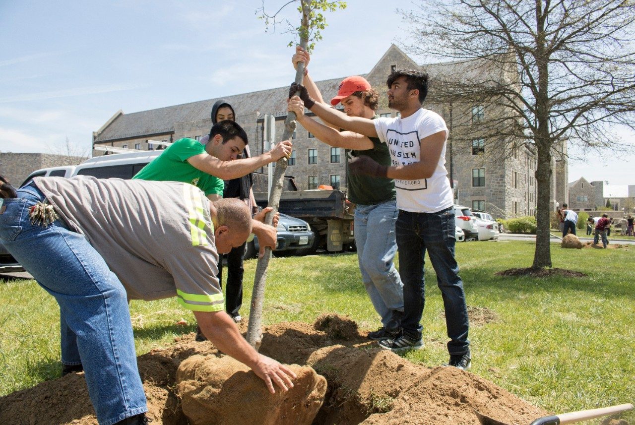 Students and a facilities working placing a sapling in the hole that was just dug out.
