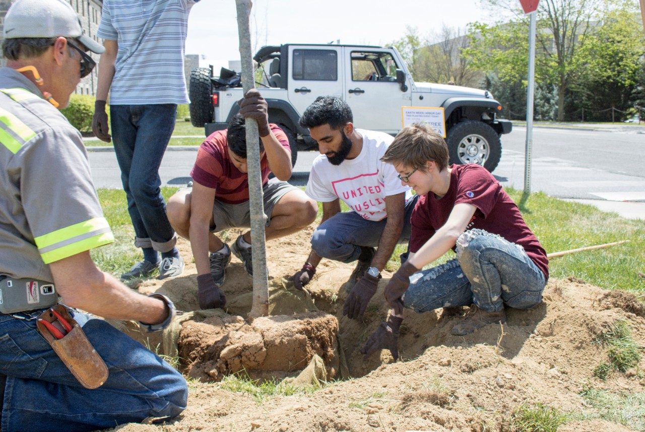 Students removing the burlap casing around the roots of a sapling that is being planted.