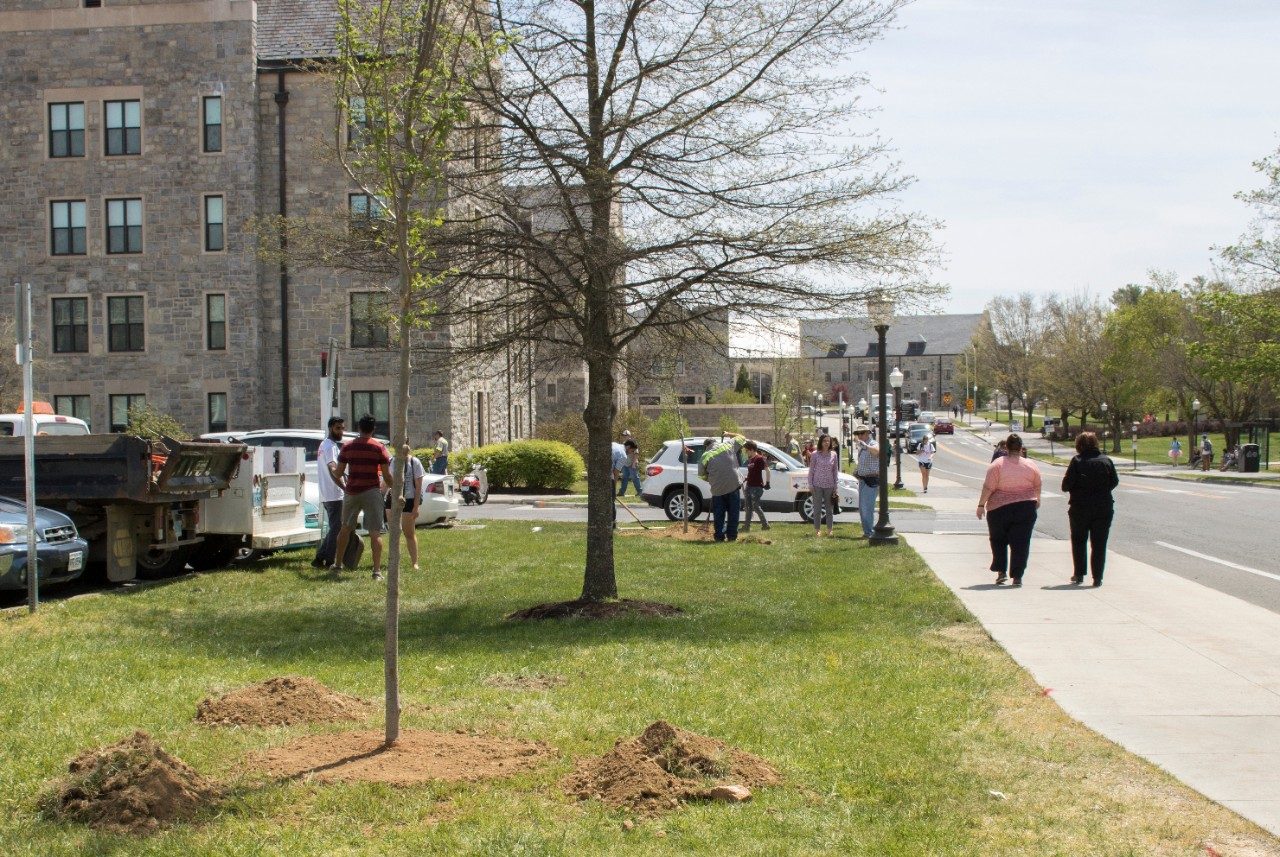 Multiple newly planted saplings with employees and students in the background planting more.