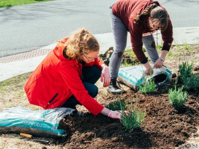 Lavender Planting at Hillcrest Hall for Bee Campus USA certification.
