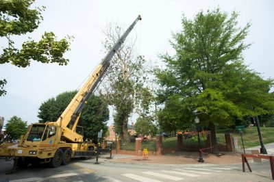 An ancient Sycamore tree located on Henderson lawn is brought down