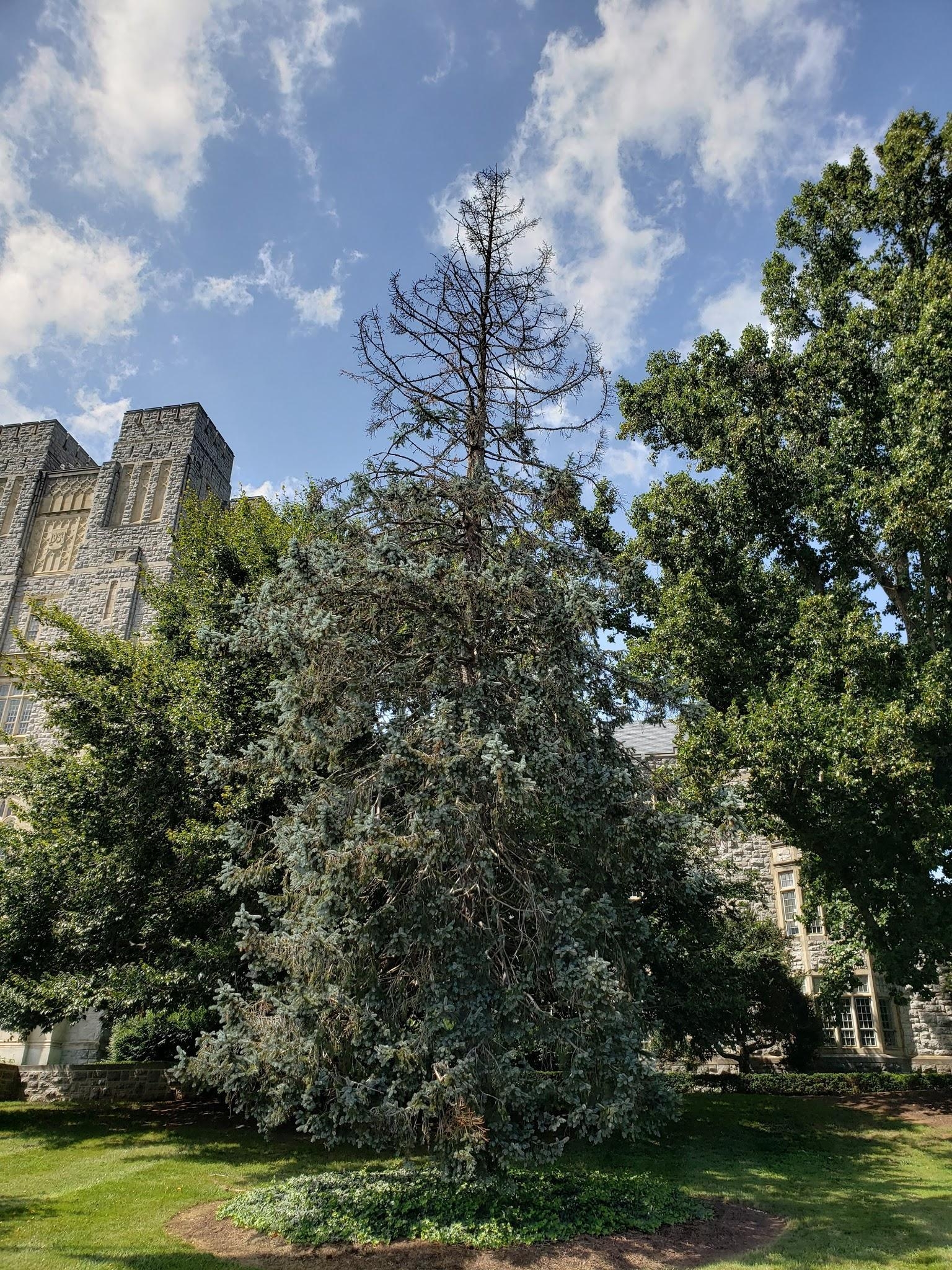 Spruce tree to the right entrance of Burruss Hall