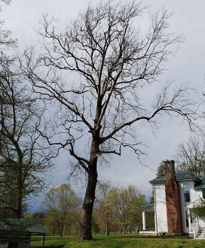 Sycamore tree next to Solitude