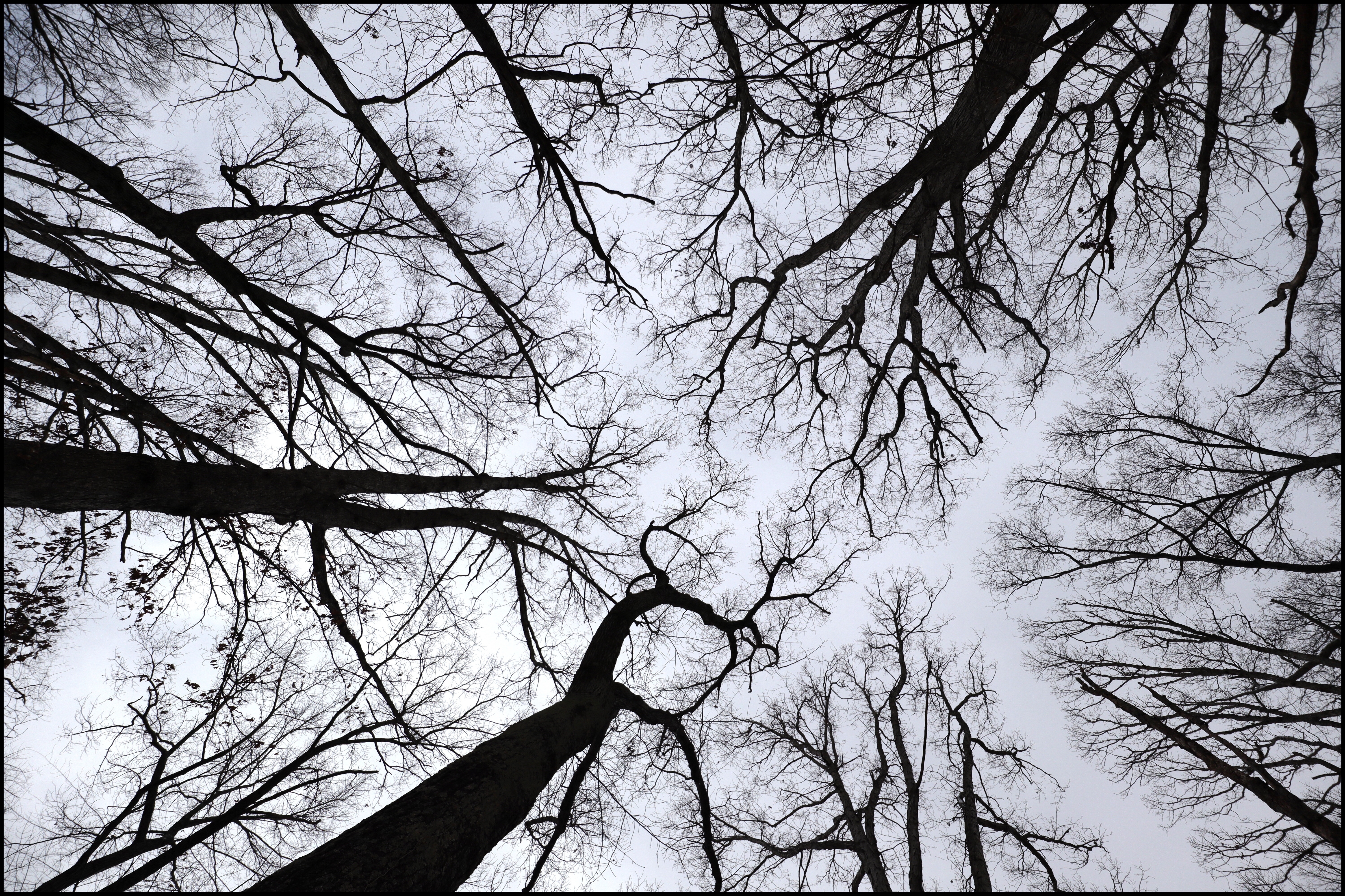 A view of trees in Stadium Woods during winter, with bare branches and shot from the ground looking straight up to the sky.