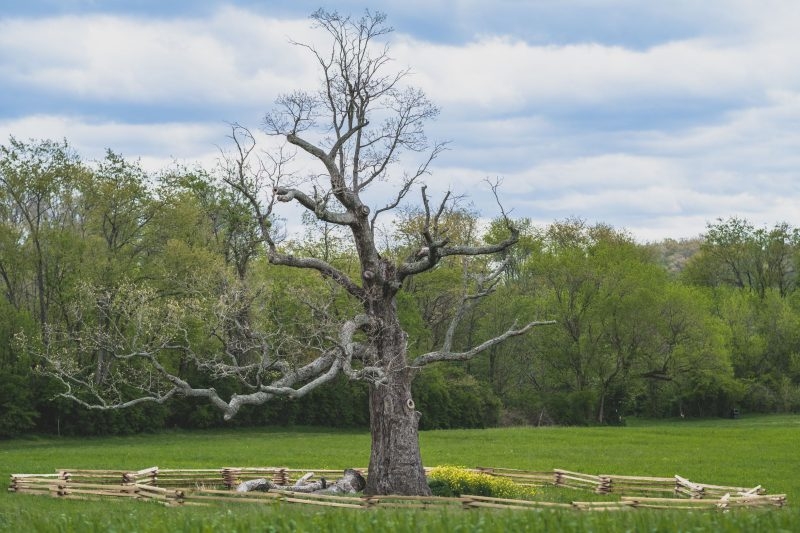 Merry Oak tree at Smithfield Plantation
