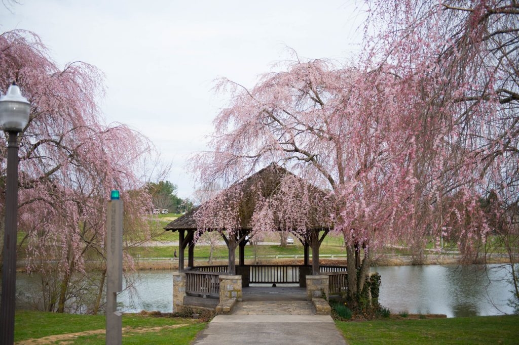 Gazebo at Duck Pond with flowering pink trees surrounding it