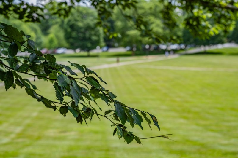 tree branch overlay over drillfield