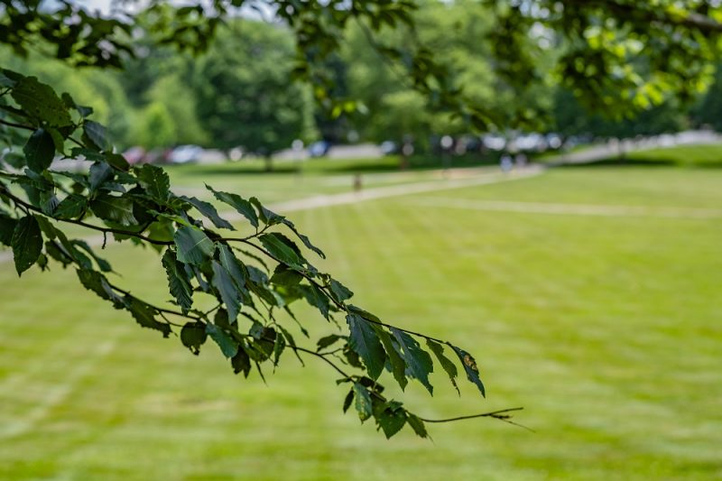 tree branch overlay over drillfield