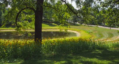 A stormwater basin with trees and a pollinator garden blooming in the foreground on campus