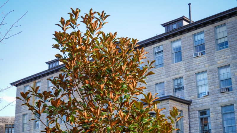 Campus Urban Forestry Projects