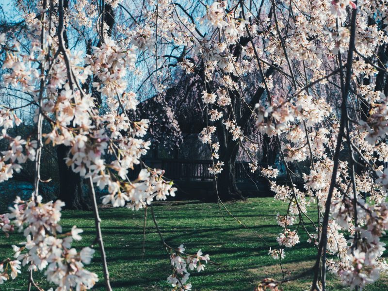 Cherry blossom tree by Duck Pond