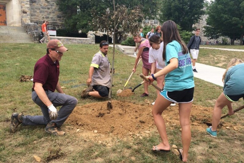 Tree planting