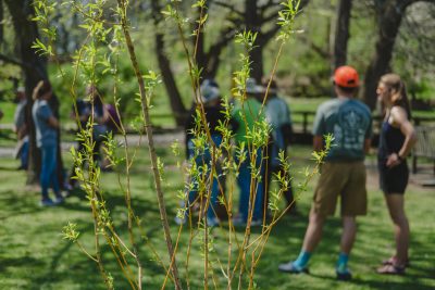 A tree sapling's branches with green leaves covers the image. People stand in a grassy area in the background. 