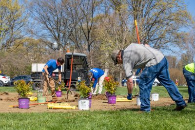 A person wearing a grey polo shirt and blue jeans bends down to handle some turf. Many people are in the background using gardening tools to create a pollinator garden. There are several plant starters scattered around them.