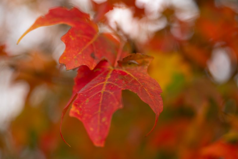 Red and orange autumnal leaves