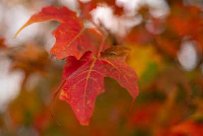 Red and orange autumnal leaves