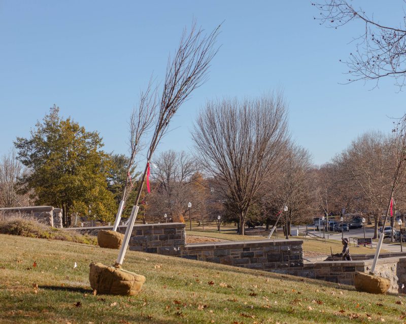 Three young trees are positioned to be planted on a hill next to a grey Hokie Stone outdoor staircase with a bronze statue of Addison Caldwell walking on it