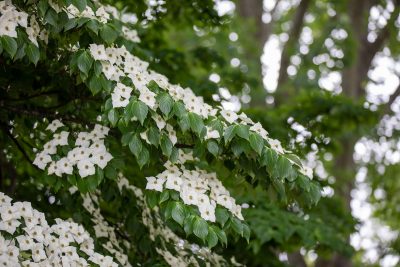 A green bush with small white flowers. 