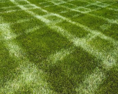 Green grass with diagonal mow lines. 