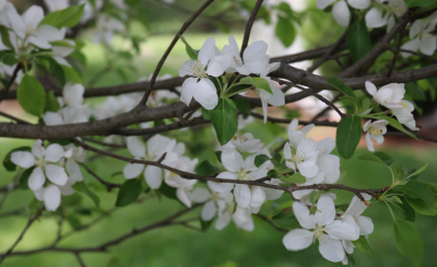 Tree branches with green leaves and white flowers. 