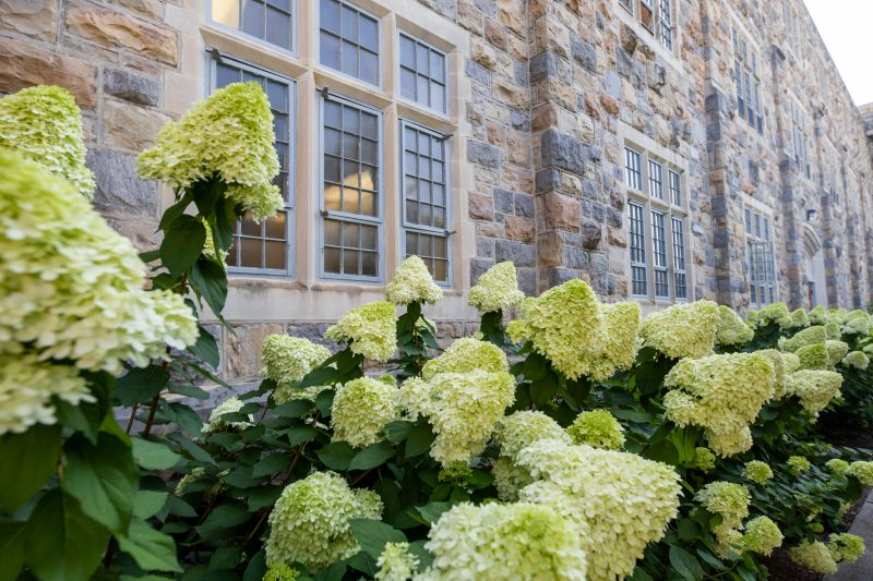 A grey Hokie Stone building with windows. A large flowering plant is in the foreground.